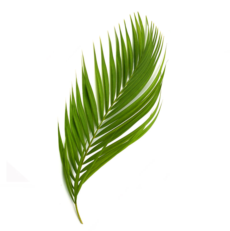 شاخه برگ سیکاس